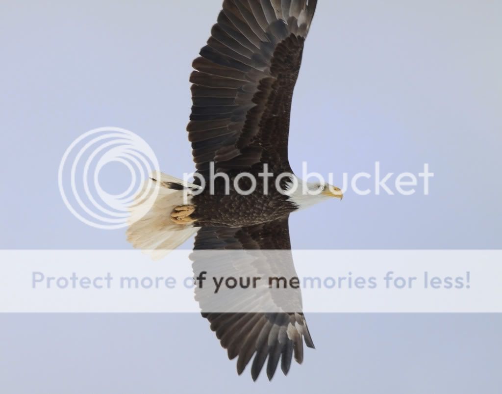 IMAGE: http://i959.photobucket.com/albums/ae74/kmunroe/canon%20lens/Eagles/IMG_2206.jpg