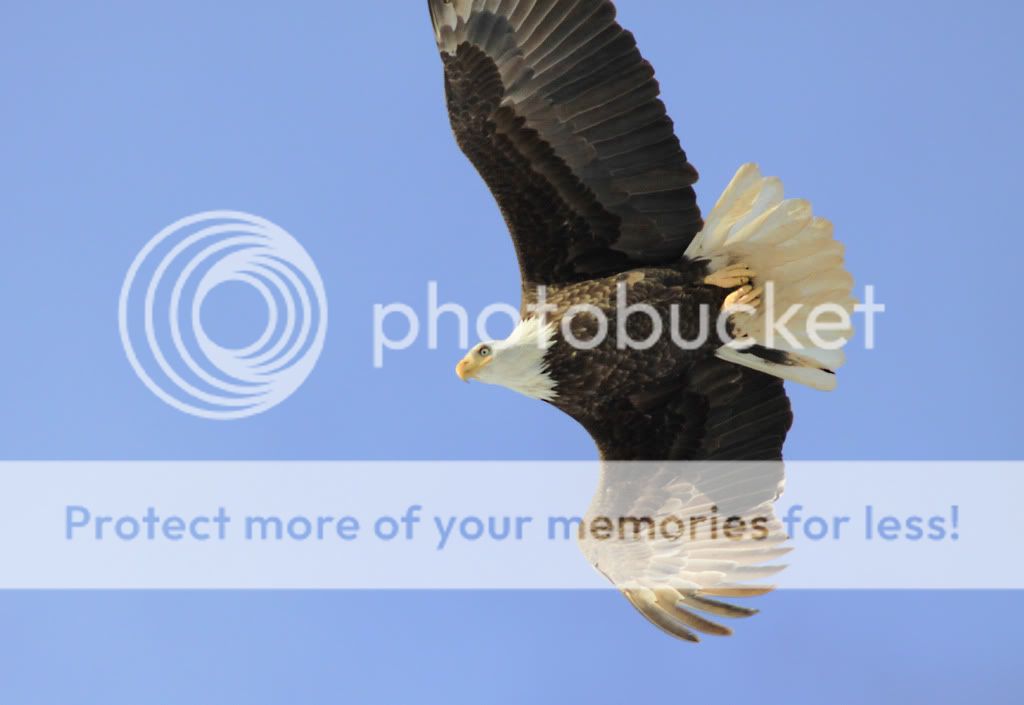 IMAGE: http://i959.photobucket.com/albums/ae74/kmunroe/canon%20lens/Eagles/IMG_2223.jpg