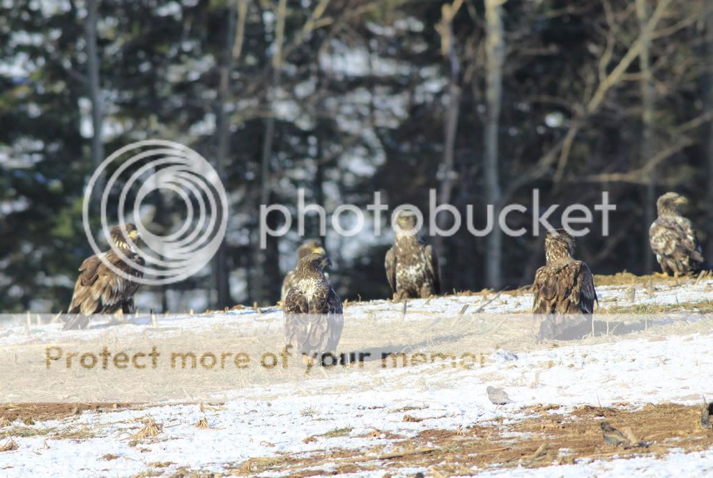 IMAGE: http://i959.photobucket.com/albums/ae74/kmunroe/canon%20lens/Eagles/IMG_2238.jpg