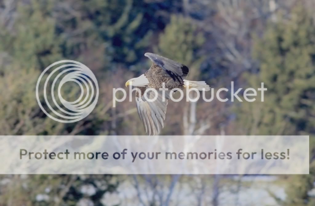 IMAGE: http://i959.photobucket.com/albums/ae74/kmunroe/canon%20lens/Eagles/IMG_2252-1.jpg