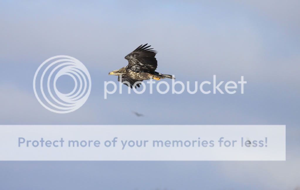 IMAGE: http://i959.photobucket.com/albums/ae74/kmunroe/canon%20lens/Eagles/IMG_2255.jpg