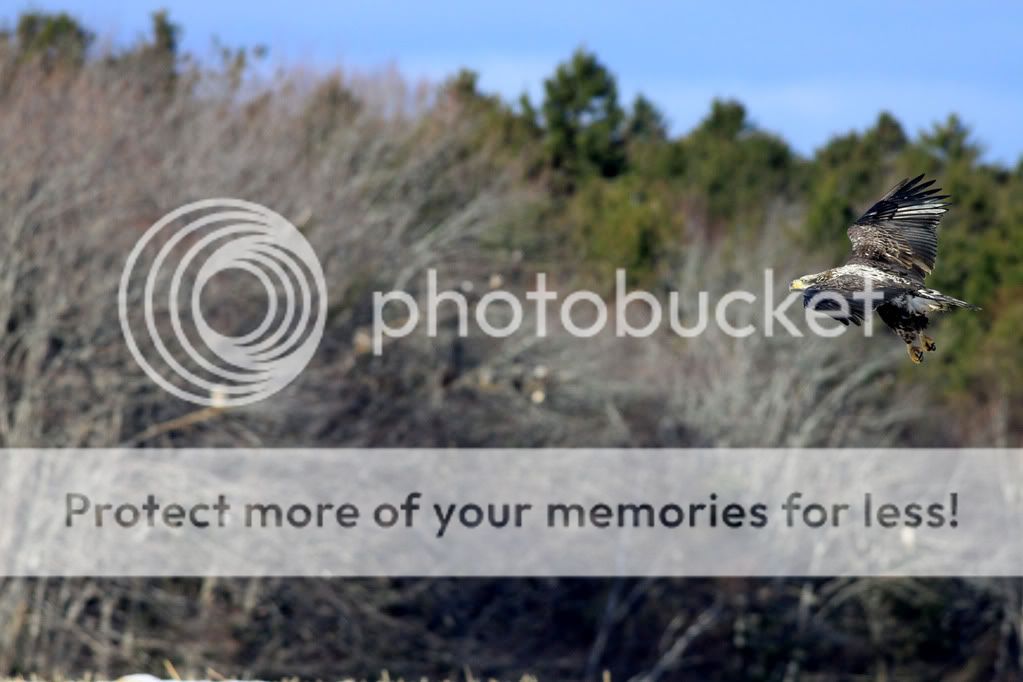 IMAGE: http://i959.photobucket.com/albums/ae74/kmunroe/canon%20lens/Eagles/IMG_2256.jpg