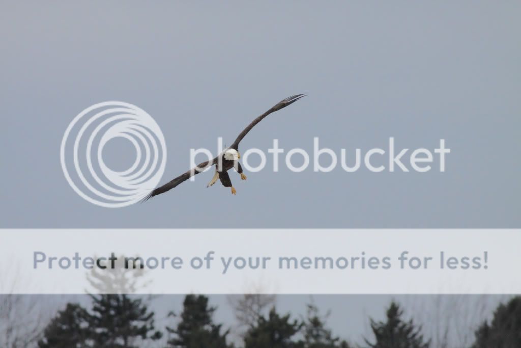 IMAGE: http://i959.photobucket.com/albums/ae74/kmunroe/canon%20lens/Eagles/IMG_2344.jpg