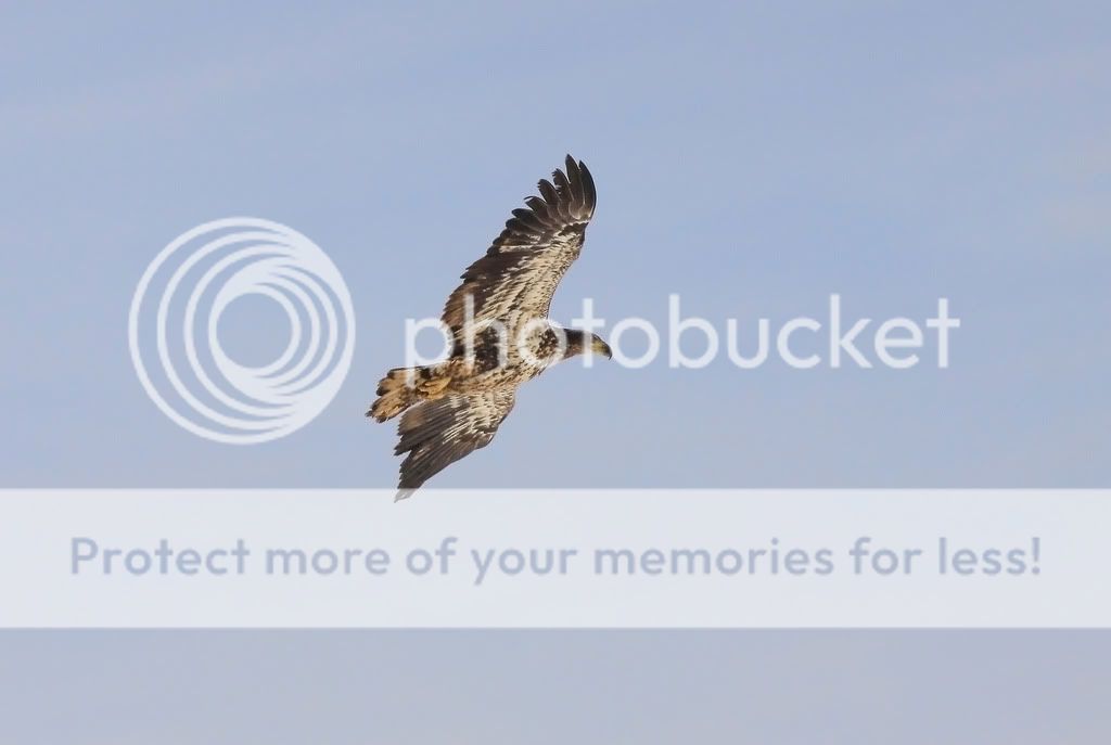 IMAGE: http://i959.photobucket.com/albums/ae74/kmunroe/canon%20lens/Eagles/IMG_2419.jpg