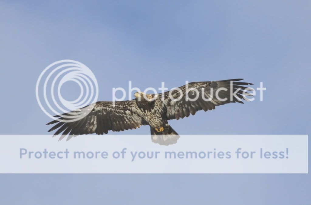IMAGE: http://i959.photobucket.com/albums/ae74/kmunroe/canon%20lens/Eagles/IMG_2442-Copy.jpg