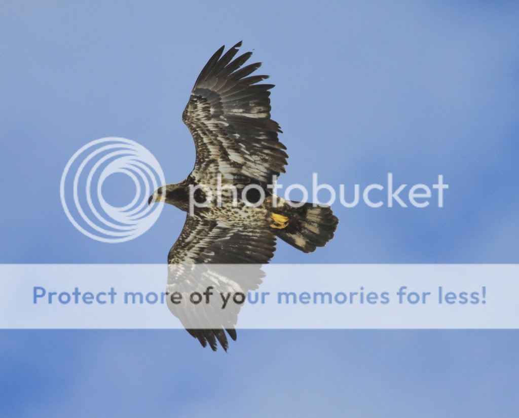 IMAGE: http://i959.photobucket.com/albums/ae74/kmunroe/canon%20lens/Eagles/IMG_2449-Copy.jpg