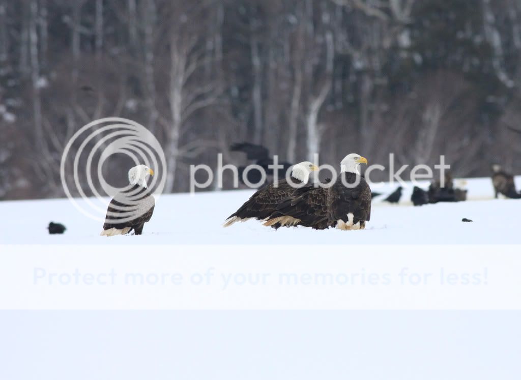 IMAGE: http://i959.photobucket.com/albums/ae74/kmunroe/canon%20lens/Eagles/IMG_2538.jpg