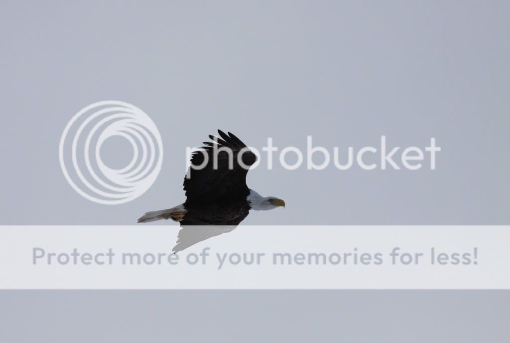 IMAGE: http://i959.photobucket.com/albums/ae74/kmunroe/canon%20lens/Eagles/IMG_2642.jpg