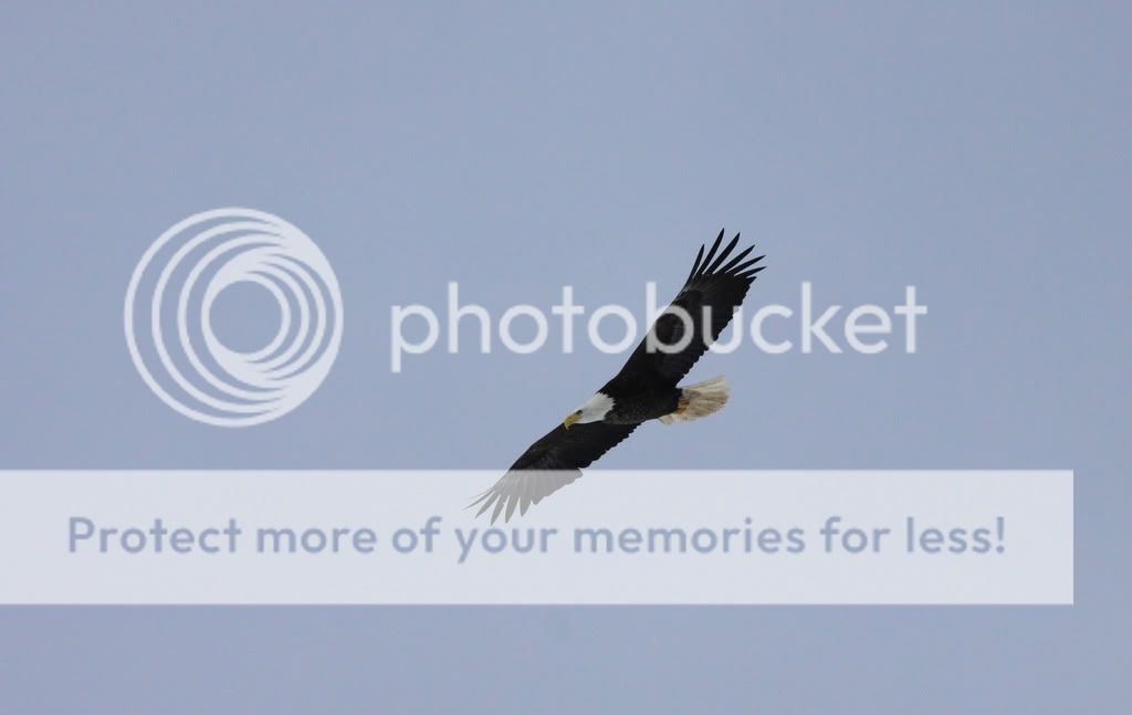 IMAGE: http://i959.photobucket.com/albums/ae74/kmunroe/canon%20lens/Eagles/IMG_2651.jpg