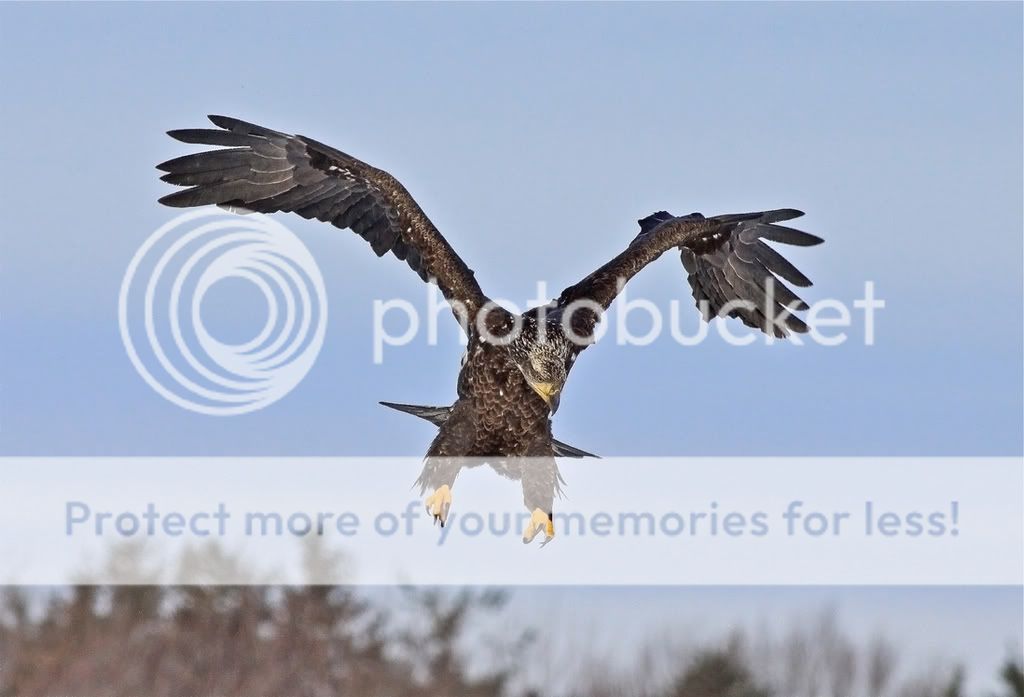 IMAGE: http://i959.photobucket.com/albums/ae74/kmunroe/canon%20lens/Eagles/IMG_2679.jpg