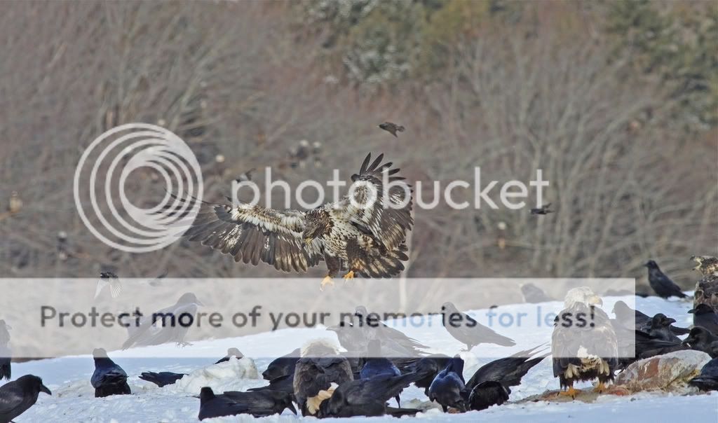 IMAGE: http://i959.photobucket.com/albums/ae74/kmunroe/canon%20lens/Eagles/IMG_2681.jpg