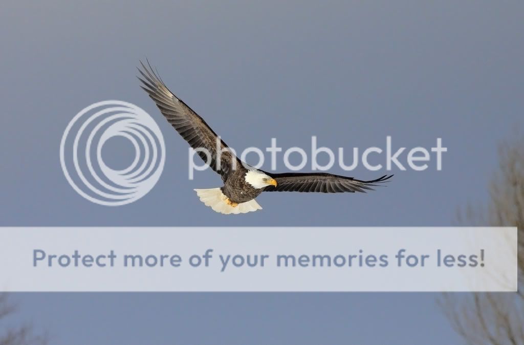 IMAGE: http://i959.photobucket.com/albums/ae74/kmunroe/canon%20lens/Eagles/IMG_2776-1.jpg