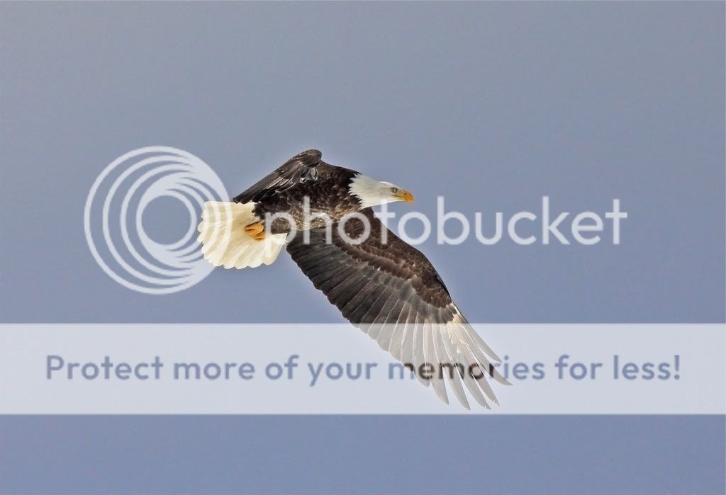 IMAGE: http://i959.photobucket.com/albums/ae74/kmunroe/canon%20lens/Eagles/IMG_2777.jpg