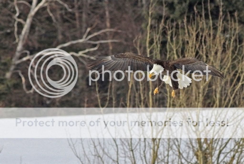 IMAGE: http://i959.photobucket.com/albums/ae74/kmunroe/canon%20lens/Eagles/IMG_2782.jpg