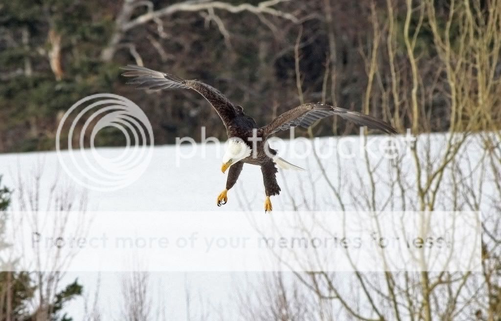 IMAGE: http://i959.photobucket.com/albums/ae74/kmunroe/canon%20lens/Eagles/IMG_2783.jpg