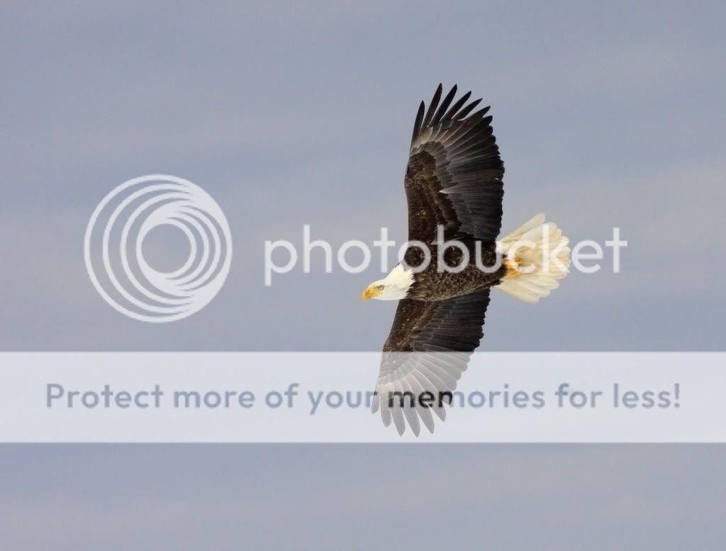 IMAGE: http://i959.photobucket.com/albums/ae74/kmunroe/canon%20lens/Eagles/IMG_2796.jpg