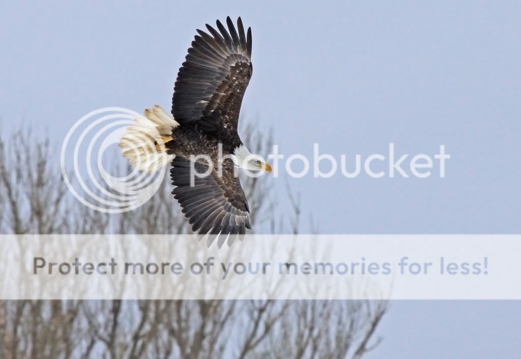 IMAGE: http://i959.photobucket.com/albums/ae74/kmunroe/canon%20lens/Eagles/IMG_2808.jpg