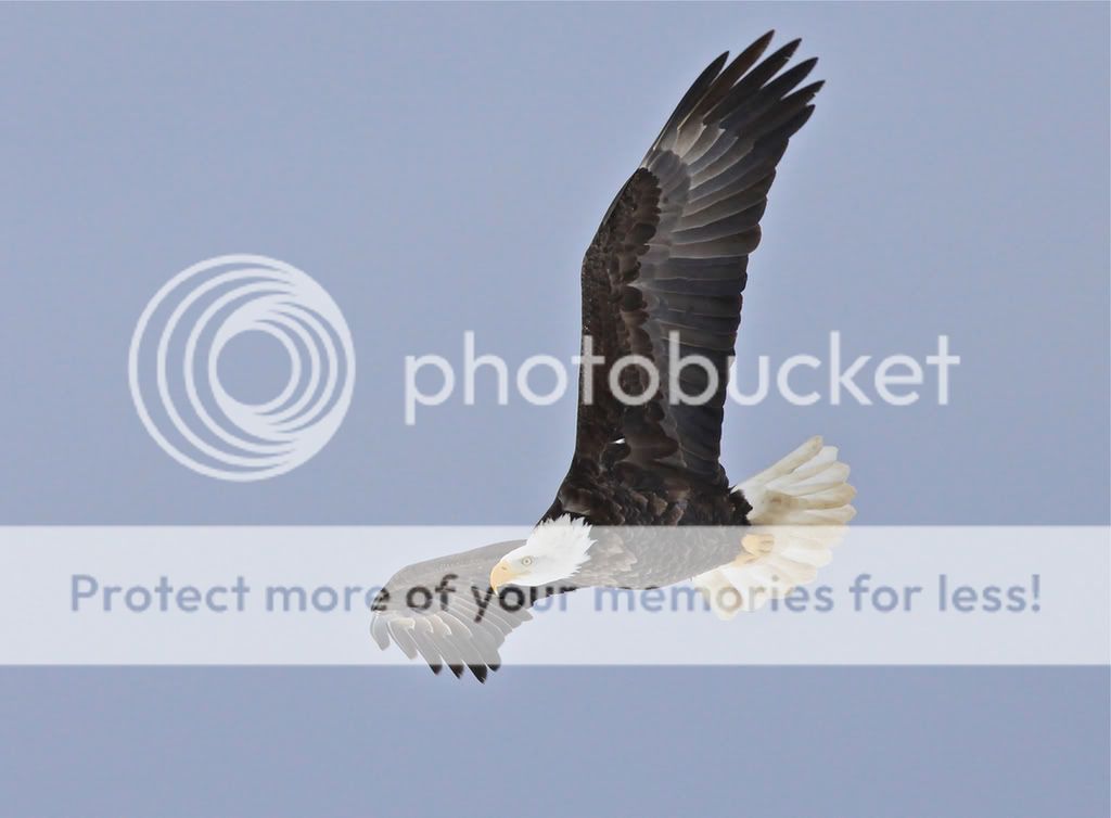 IMAGE: http://i959.photobucket.com/albums/ae74/kmunroe/canon%20lens/Eagles/IMG_2815.jpg