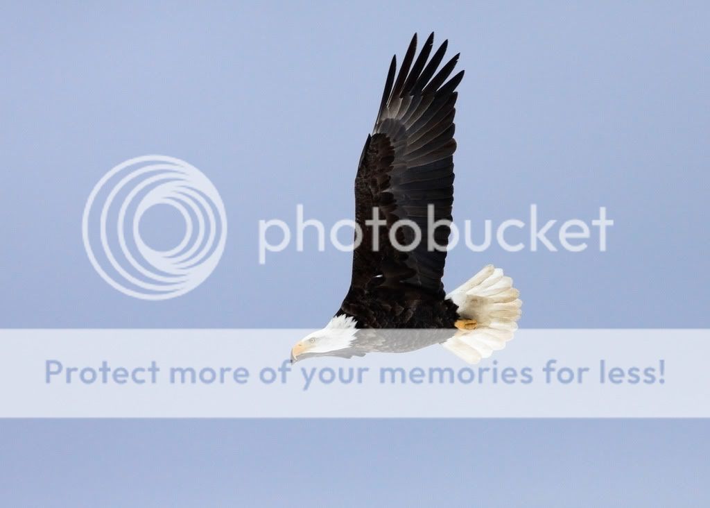 IMAGE: http://i959.photobucket.com/albums/ae74/kmunroe/canon%20lens/Eagles/IMG_2816-1.jpg