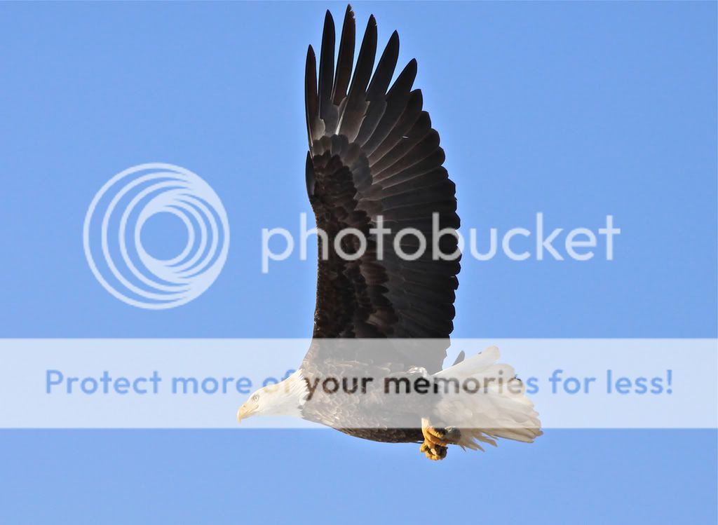 IMAGE: http://i959.photobucket.com/albums/ae74/kmunroe/canon%20lens/Eagles/IMG_2835.jpg
