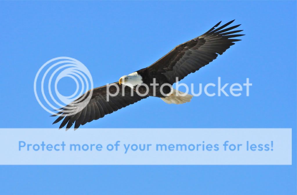 IMAGE: http://i959.photobucket.com/albums/ae74/kmunroe/canon%20lens/Eagles/IMG_2841.jpg