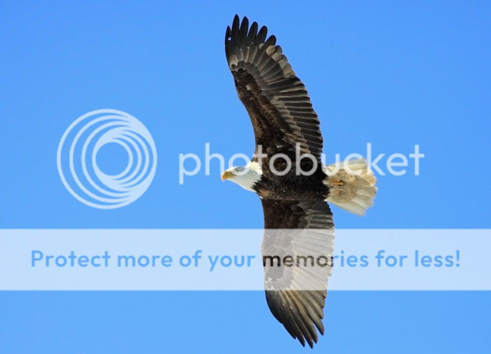 IMAGE: http://i959.photobucket.com/albums/ae74/kmunroe/canon%20lens/Eagles/IMG_2842-1.jpg