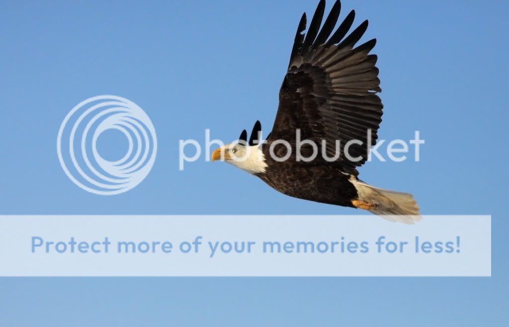 IMAGE: http://i959.photobucket.com/albums/ae74/kmunroe/canon%20lens/Eagles/IMG_2854.jpg