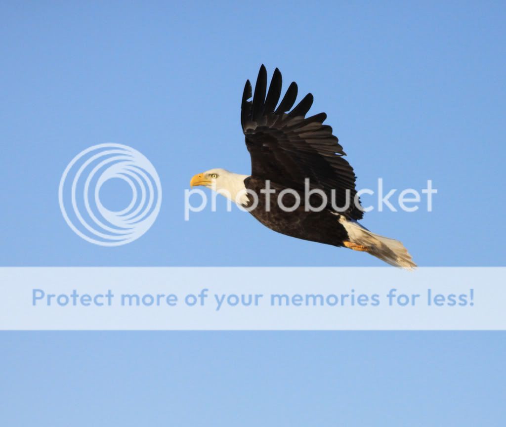 IMAGE: http://i959.photobucket.com/albums/ae74/kmunroe/canon%20lens/Eagles/IMG_2855.jpg