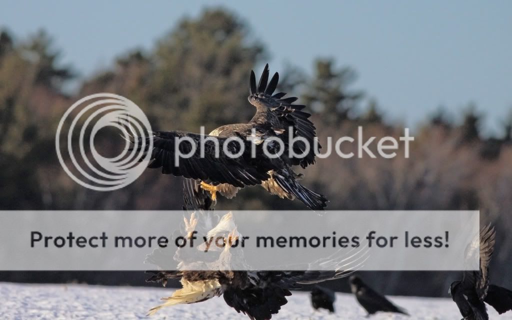 IMAGE: http://i959.photobucket.com/albums/ae74/kmunroe/canon%20lens/Eagles/IMG_2870.jpg