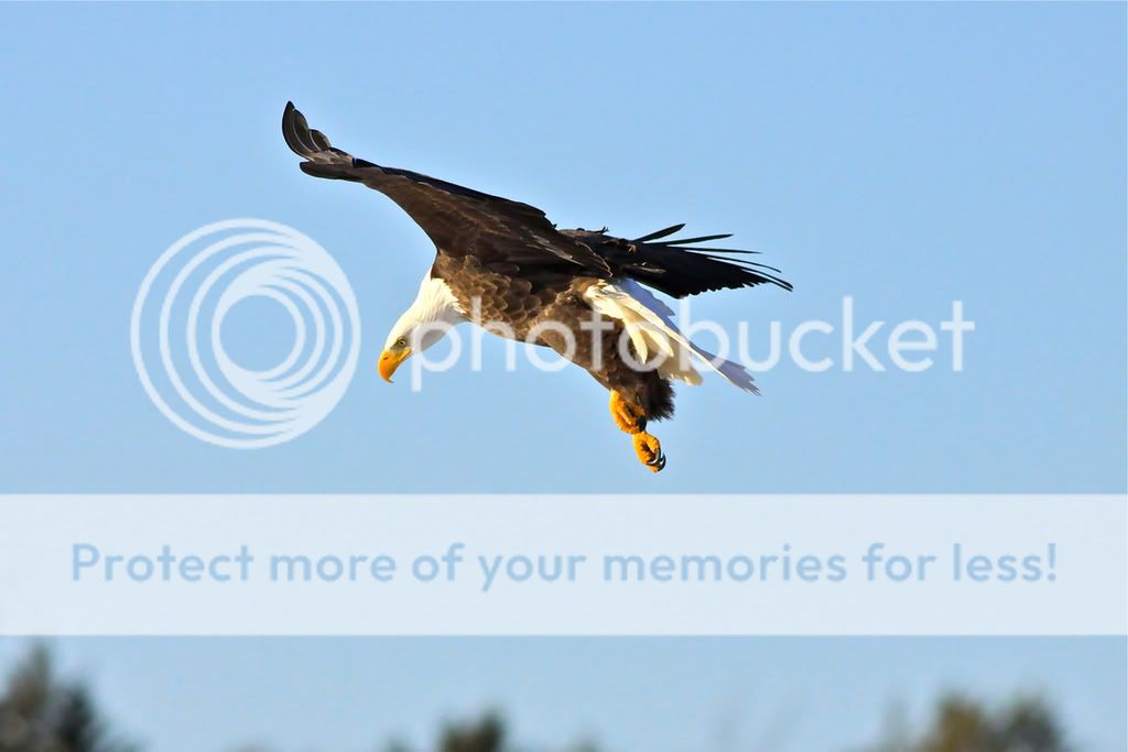 IMAGE: http://i959.photobucket.com/albums/ae74/kmunroe/canon%20lens/Eagles/IMG_2873.jpg