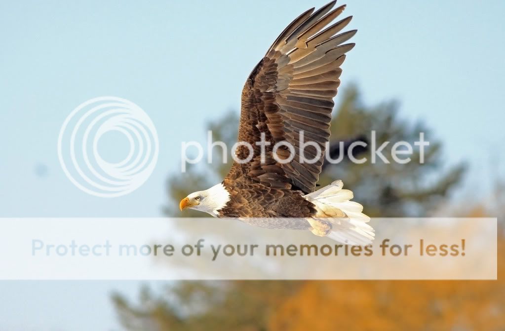 IMAGE: http://i959.photobucket.com/albums/ae74/kmunroe/canon%20lens/Eagles/IMG_2894-1.jpg