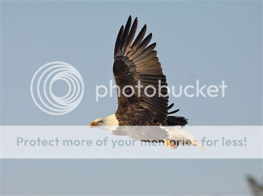 IMAGE: http://i959.photobucket.com/albums/ae74/kmunroe/canon%20lens/Eagles/IMG_2895.jpg