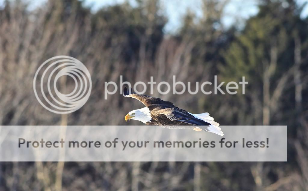 IMAGE: http://i959.photobucket.com/albums/ae74/kmunroe/canon%20lens/Eagles/IMG_2897.jpg