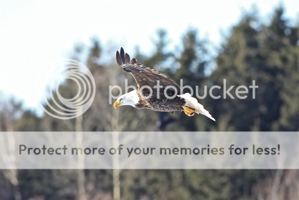 IMAGE: http://i959.photobucket.com/albums/ae74/kmunroe/canon%20lens/Eagles/IMG_2898.jpg