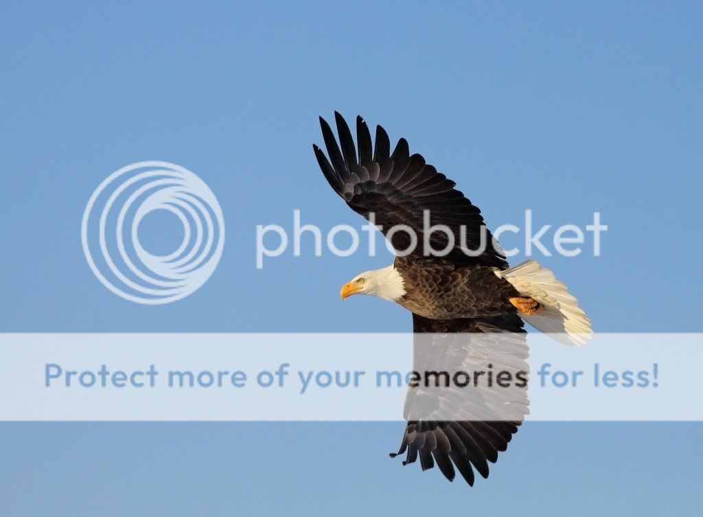 IMAGE: http://i959.photobucket.com/albums/ae74/kmunroe/canon%20lens/Eagles/IMG_2906.jpg
