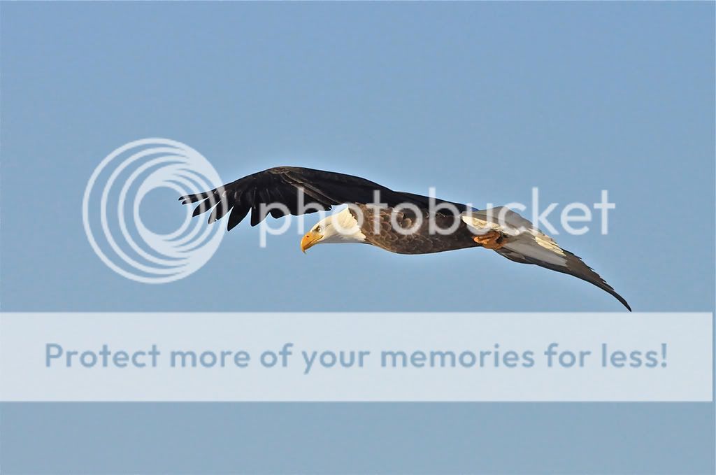 IMAGE: http://i959.photobucket.com/albums/ae74/kmunroe/canon%20lens/Eagles/IMG_2912.jpg