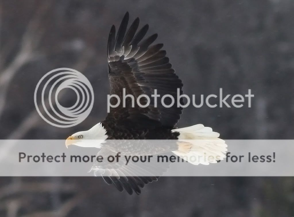 IMAGE: http://i959.photobucket.com/albums/ae74/kmunroe/canon%20lens/Eagles/IMG_4621-1.jpg