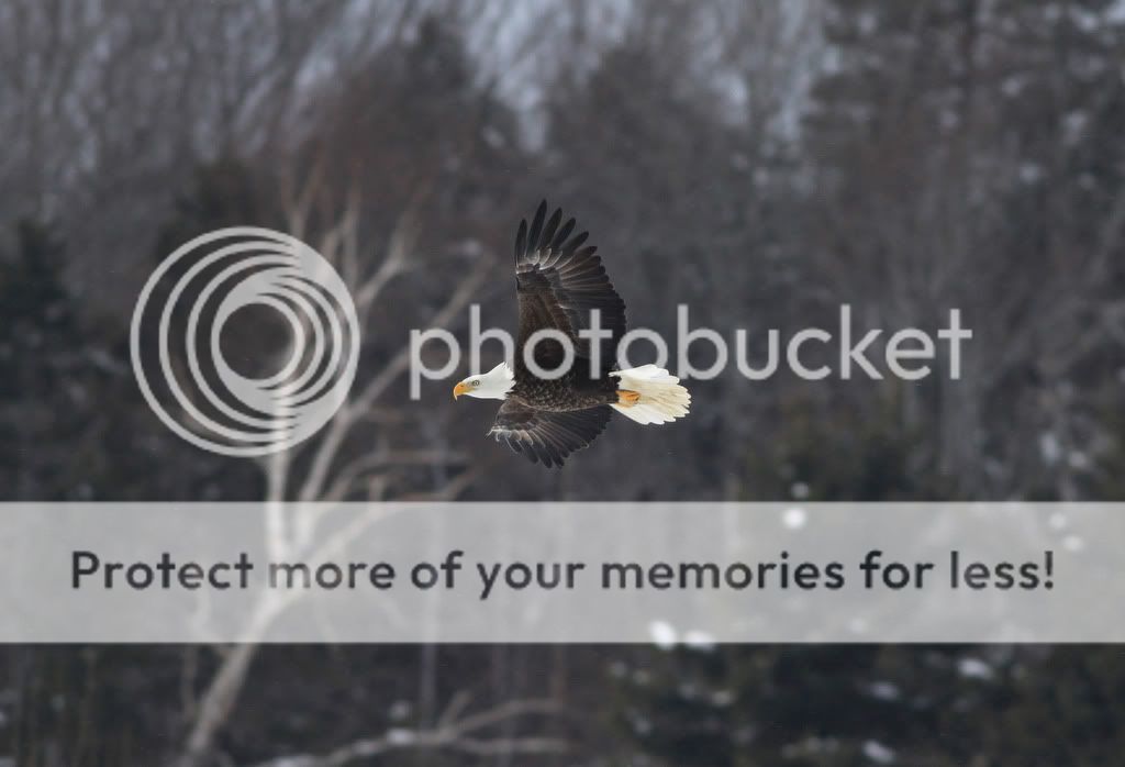 IMAGE: http://i959.photobucket.com/albums/ae74/kmunroe/canon%20lens/Eagles/IMG_4621.jpg