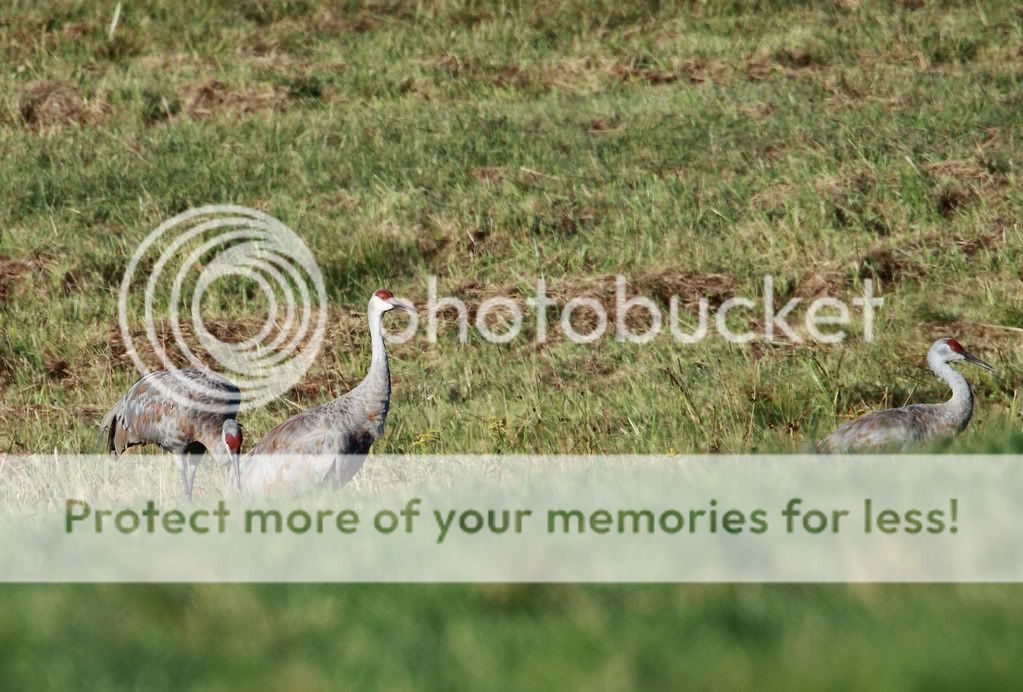 IMAGE: http://i959.photobucket.com/albums/ae74/kmunroe/canon%20lens/IMG_1671.jpg