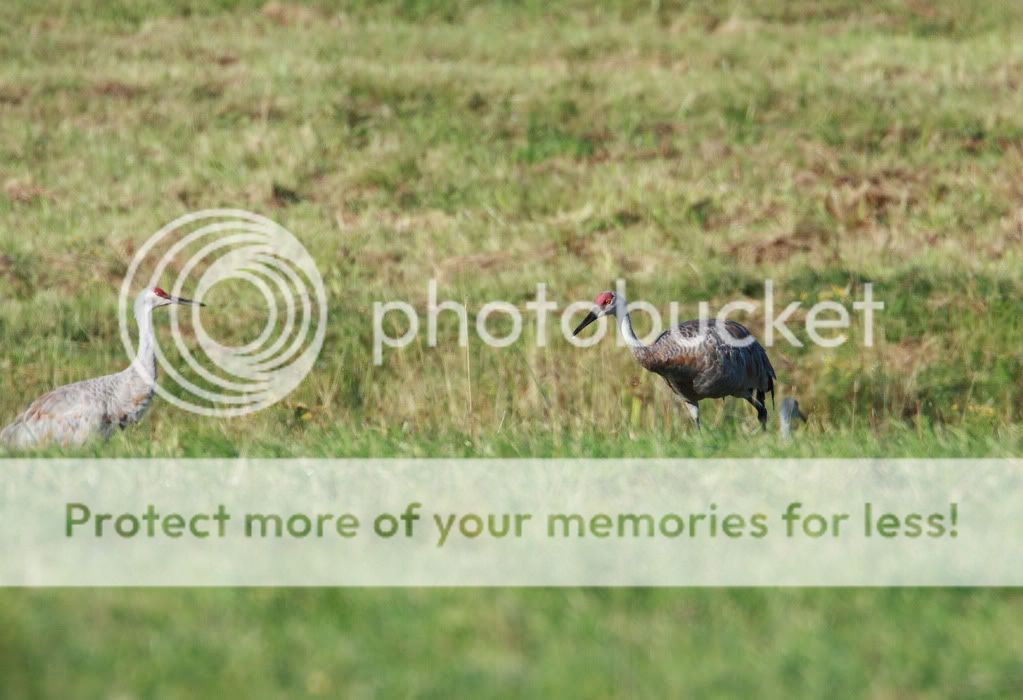 IMAGE: http://i959.photobucket.com/albums/ae74/kmunroe/canon%20lens/IMG_1672.jpg