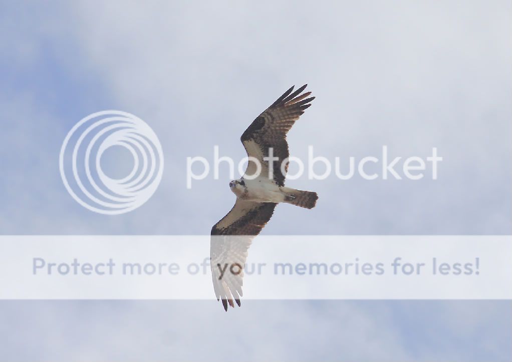 IMAGE: http://i959.photobucket.com/albums/ae74/kmunroe/canon%20lens/Ospreys/IMG_0757.jpg