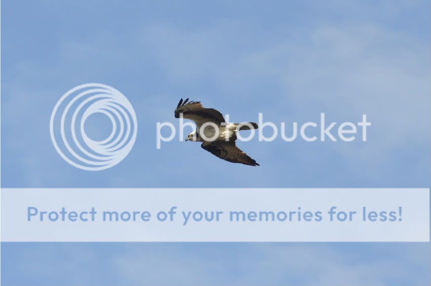 IMAGE: http://i959.photobucket.com/albums/ae74/kmunroe/canon%20lens/Ospreys/IMG_0767.jpg