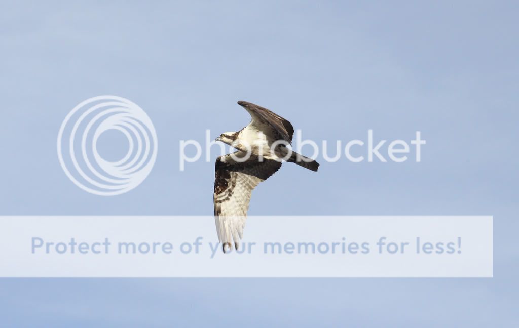 IMAGE: http://i959.photobucket.com/albums/ae74/kmunroe/canon%20lens/Ospreys/IMG_0771.jpg