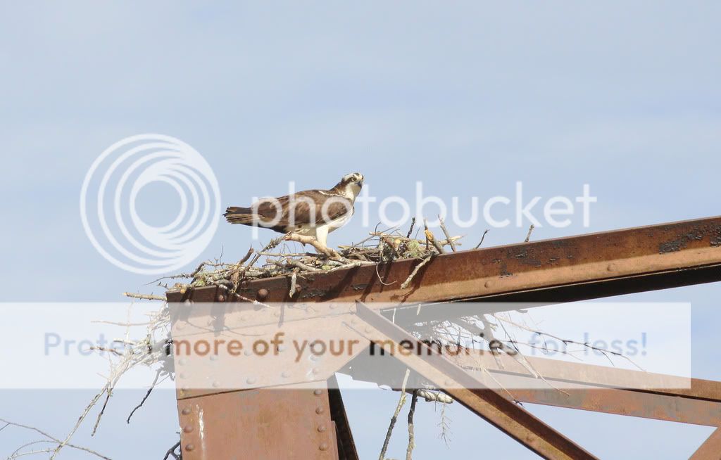 IMAGE: http://i959.photobucket.com/albums/ae74/kmunroe/canon%20lens/Ospreys/IMG_0800.jpg