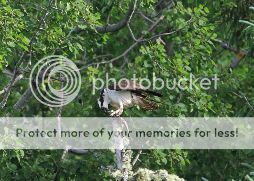 IMAGE: http://i959.photobucket.com/albums/ae74/kmunroe/canon%20lens/Ospreys/IMG_2849.jpg