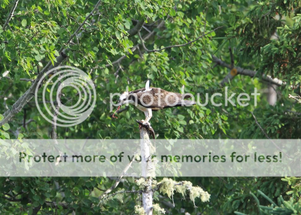 IMAGE: http://i959.photobucket.com/albums/ae74/kmunroe/canon%20lens/Ospreys/IMG_2949.jpg