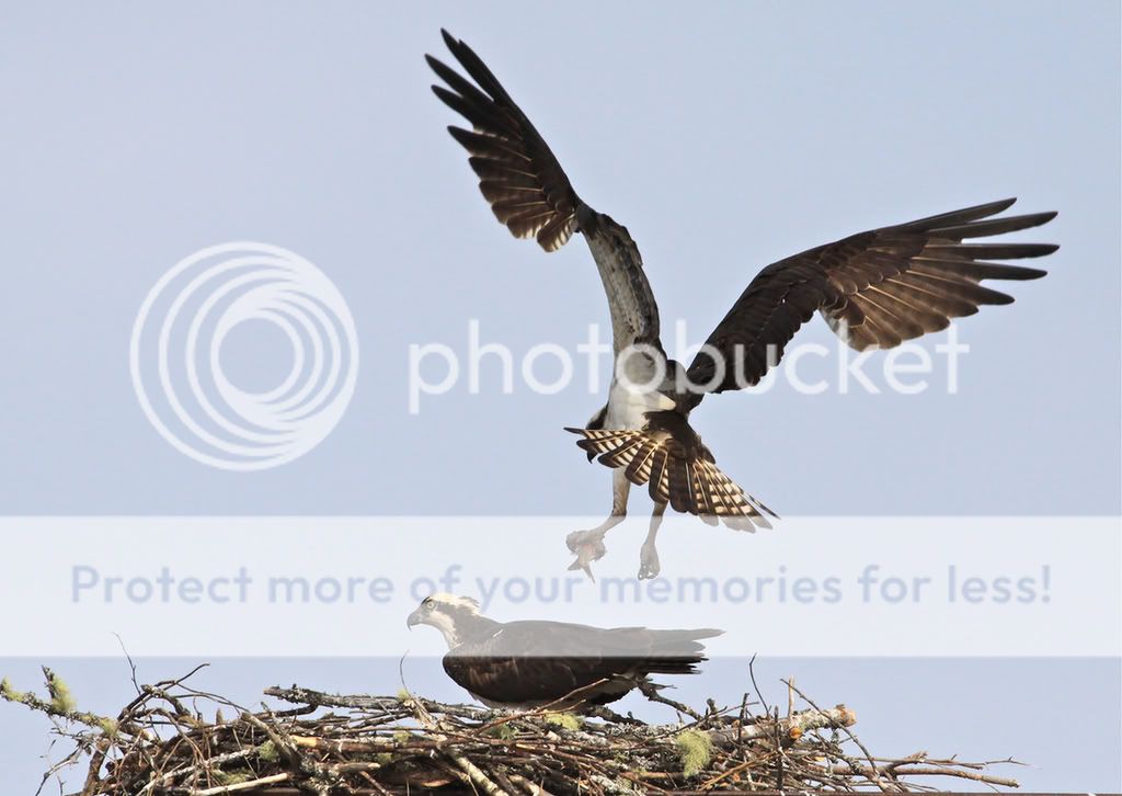 IMAGE: http://i959.photobucket.com/albums/ae74/kmunroe/canon%20lens/Ospreys/IMG_3000.jpg