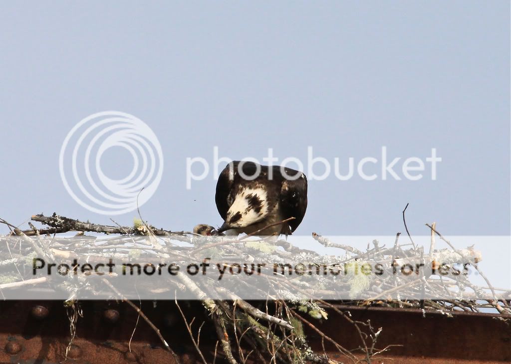 IMAGE: http://i959.photobucket.com/albums/ae74/kmunroe/canon%20lens/Ospreys/IMG_3129.jpg