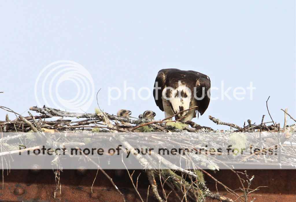 IMAGE: http://i959.photobucket.com/albums/ae74/kmunroe/canon%20lens/Ospreys/IMG_3144.jpg