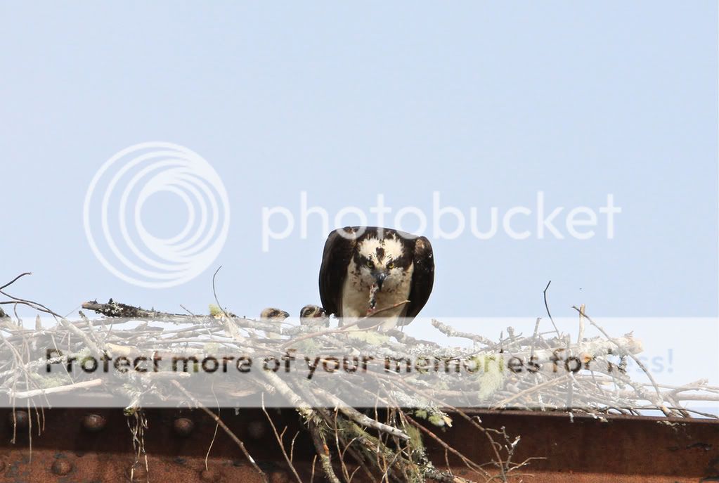 IMAGE: http://i959.photobucket.com/albums/ae74/kmunroe/canon%20lens/Ospreys/IMG_3148.jpg
